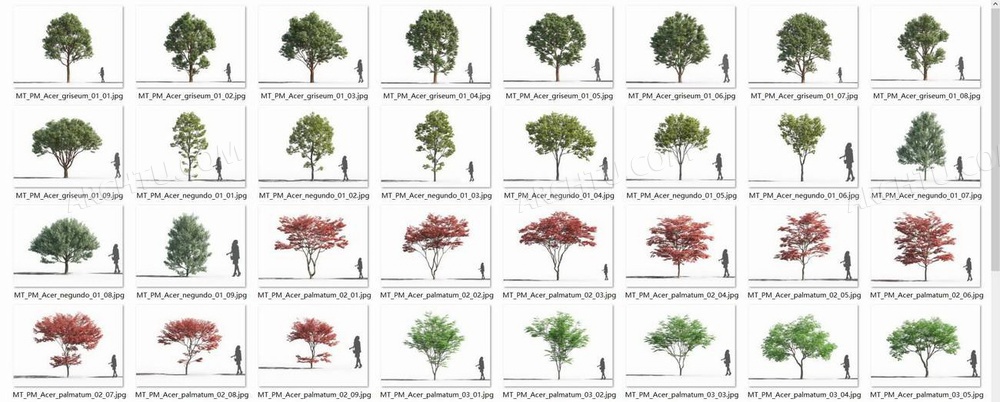 [精品]69款3DMAX高精度乔木树木草木植物模型