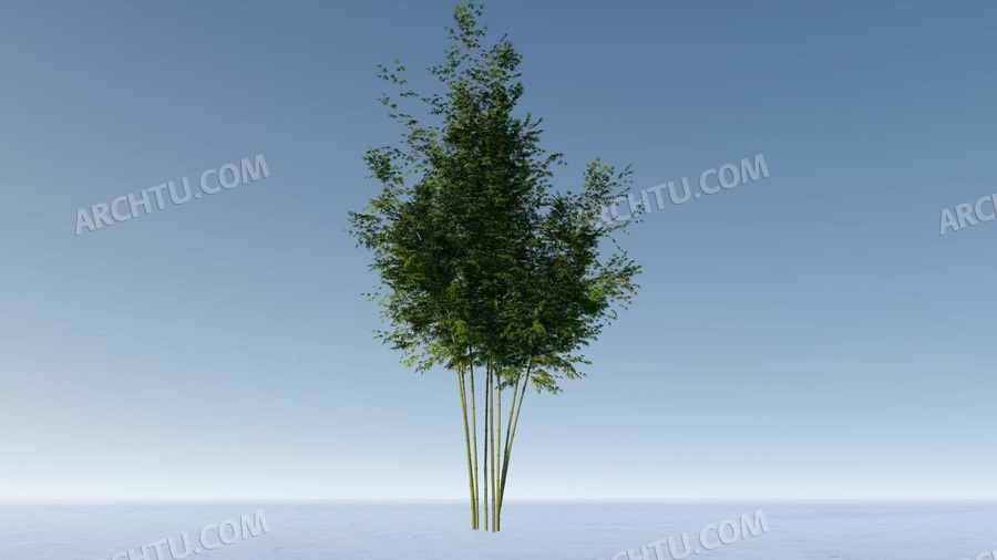 [lumion]4组Lumion通用植物素材-园林景观毛竹麻竹箭竹观赏竹类植物
