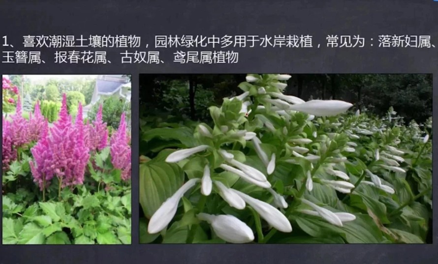 美丽乡村-生态修复-湿地公园植物配置视频教程附赠某大型生态湿地公园植物配置全图（13集视频+某湿地项目植物施工图）