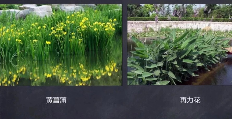 美丽乡村-生态修复-湿地公园植物配置视频教程附赠某大型生态湿地公园植物配置全图（13集视频+某湿地项目植物施工图）